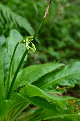 Primula miyabeana