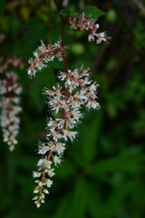 Astilbe longicarpa
