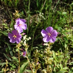 Chaetogastra gracilis