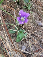Viola septemloba