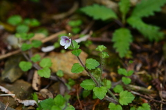 Veronica oligosperma