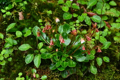 Shortia rotundifolia
