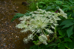 Angelica pubescens