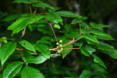 Toxicodendron orientale