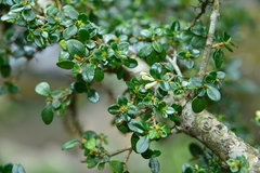 Ligustrum morrisonense