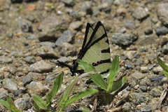 Graphium agetes