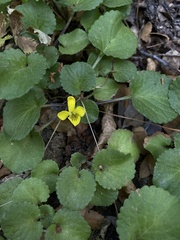 Viola magellanica