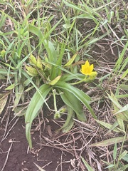 Hypoxis angustifolia buchananii