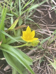 Hypoxis angustifolia buchananii