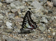 Graphium evemon
