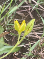 Hypoxis angustifolia buchananii
