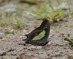 Polyura athamas