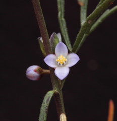 Cyanothamnus ramosus