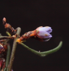 Cyanothamnus ramosus