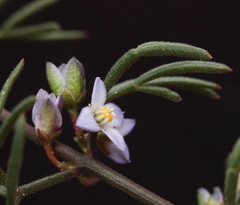 Cyanothamnus ramosus