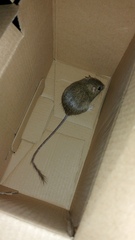 Dipodomys simulans