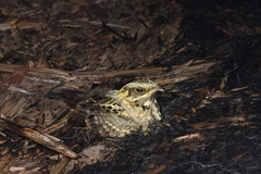 Caprimulgus asiaticus