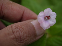 Trichodesma inaequale