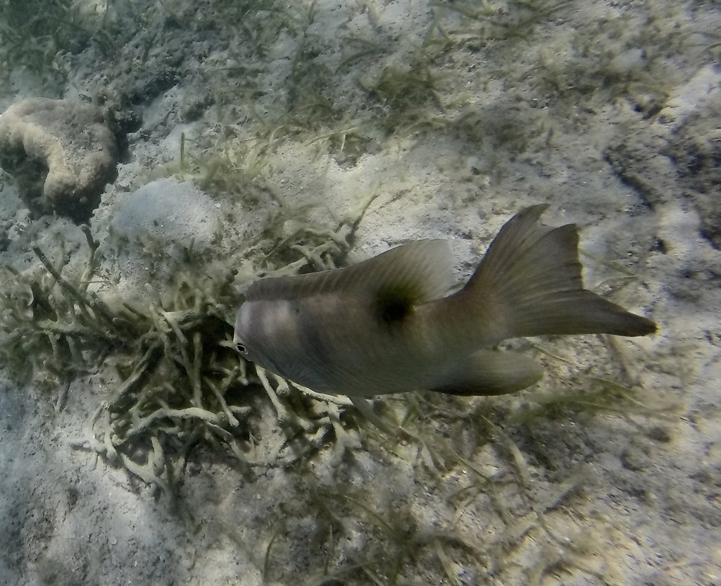Two-barred Puller