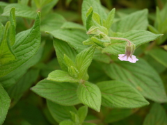Trichodesma inaequale