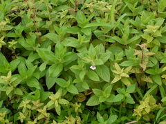 Trichodesma inaequale