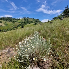 Helichrysum herbaceum