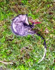 Didelphis virginiana