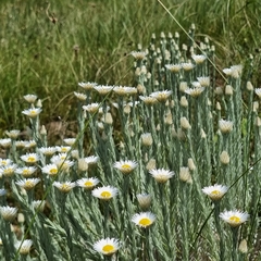 Helichrysum herbaceum