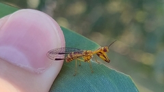 Spaminta minjerribae