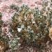 Pogonospermum desertorum - Photo (c) K Murray, μερικά δικαιώματα διατηρούνται (CC BY-NC), uploaded by K Murray
