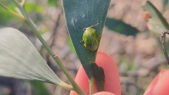Calomela pallida