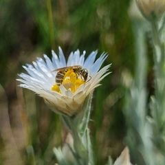 Helichrysum herbaceum