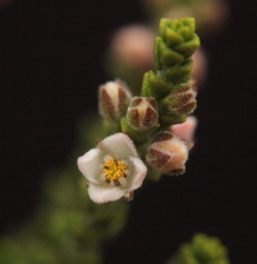 Cyanothamnus baeckeaceus baeckeaceus