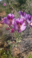 Alstroemeria magnifica