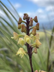 Polystachya concreta