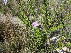 Lobostemon paniculatus
