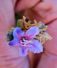 Lobostemon paniculatus