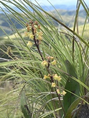 Polystachya concreta