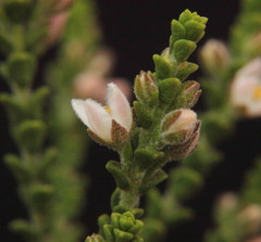 Cyanothamnus baeckeaceus baeckeaceus