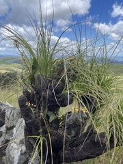 Polystachya concreta