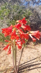Zephyranthes phycelloides