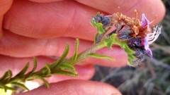 Lobostemon paniculatus