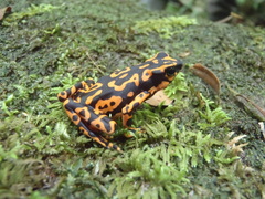 Atelopus hoogmoedi
