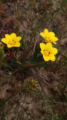 Sisyrinchium graminifolium