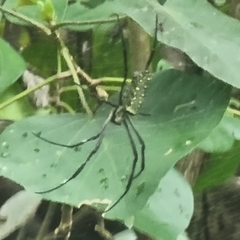 Trichonephila antipodiana