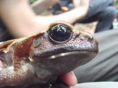 Rhaebo guttatus