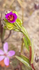 Calandrinia compressa