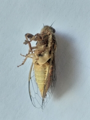 Melampsalta