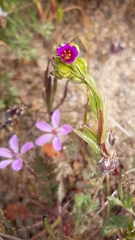 Calandrinia compressa