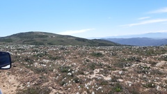 Leucocoryne talinensis